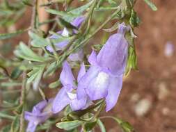 Imagem de Eremophila pustulata S. Moore