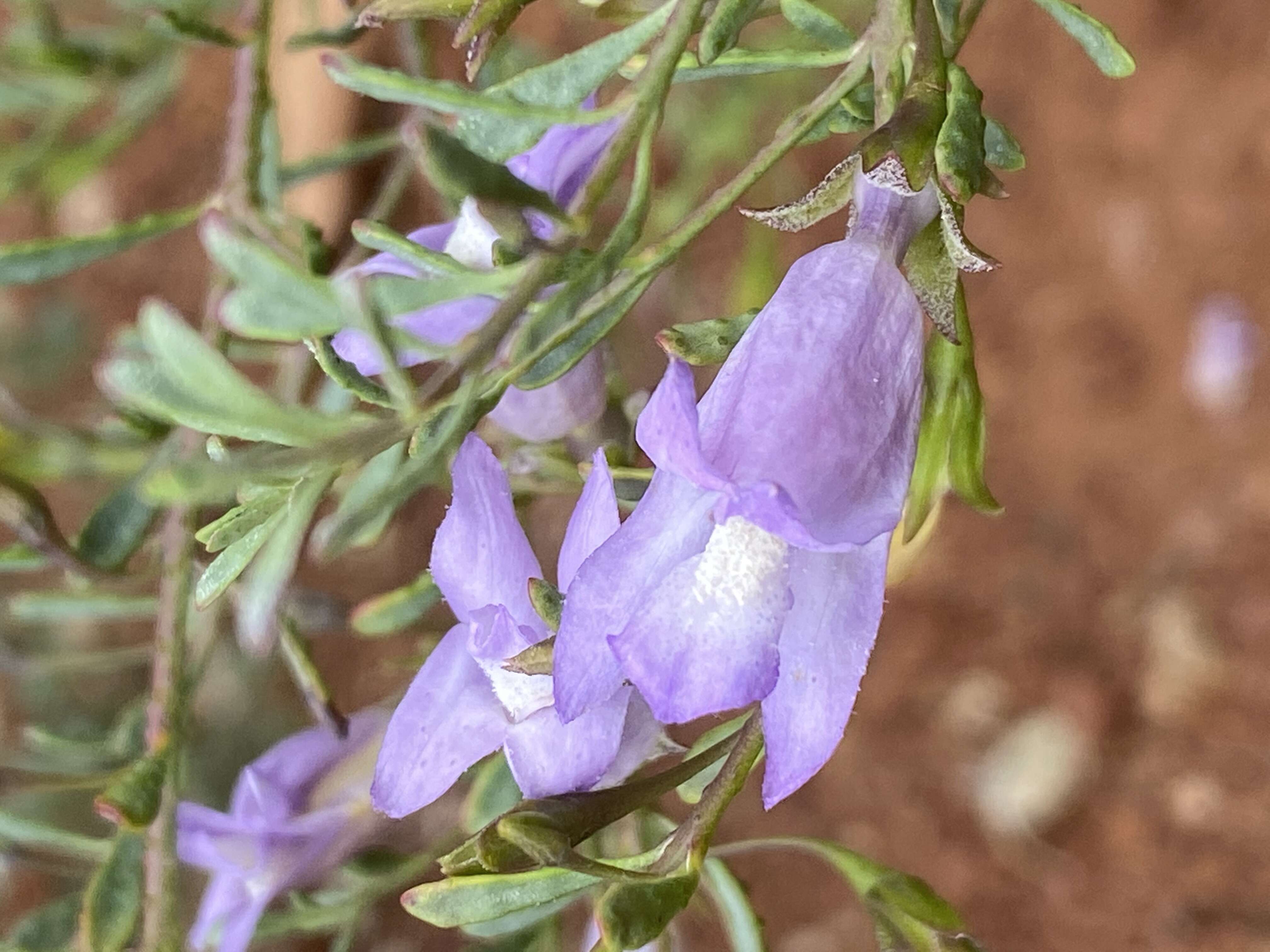 Image of Eremophila pustulata S. Moore