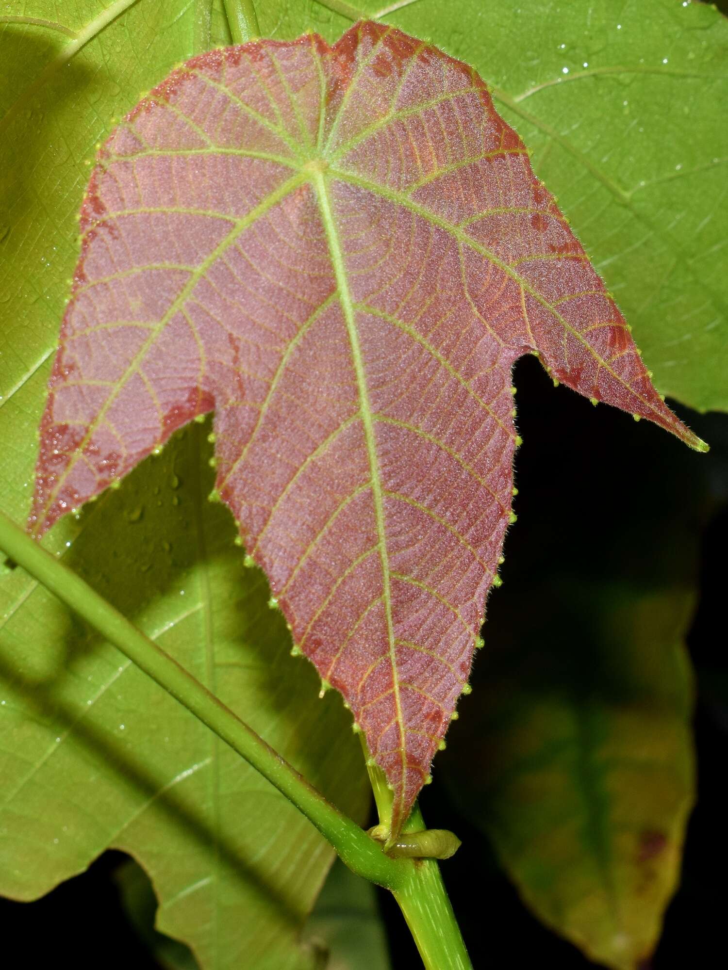 Image of Macaranga triloba (Thunb.) Müll. Arg.