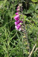 Imagem de Digitalis purpurea L.