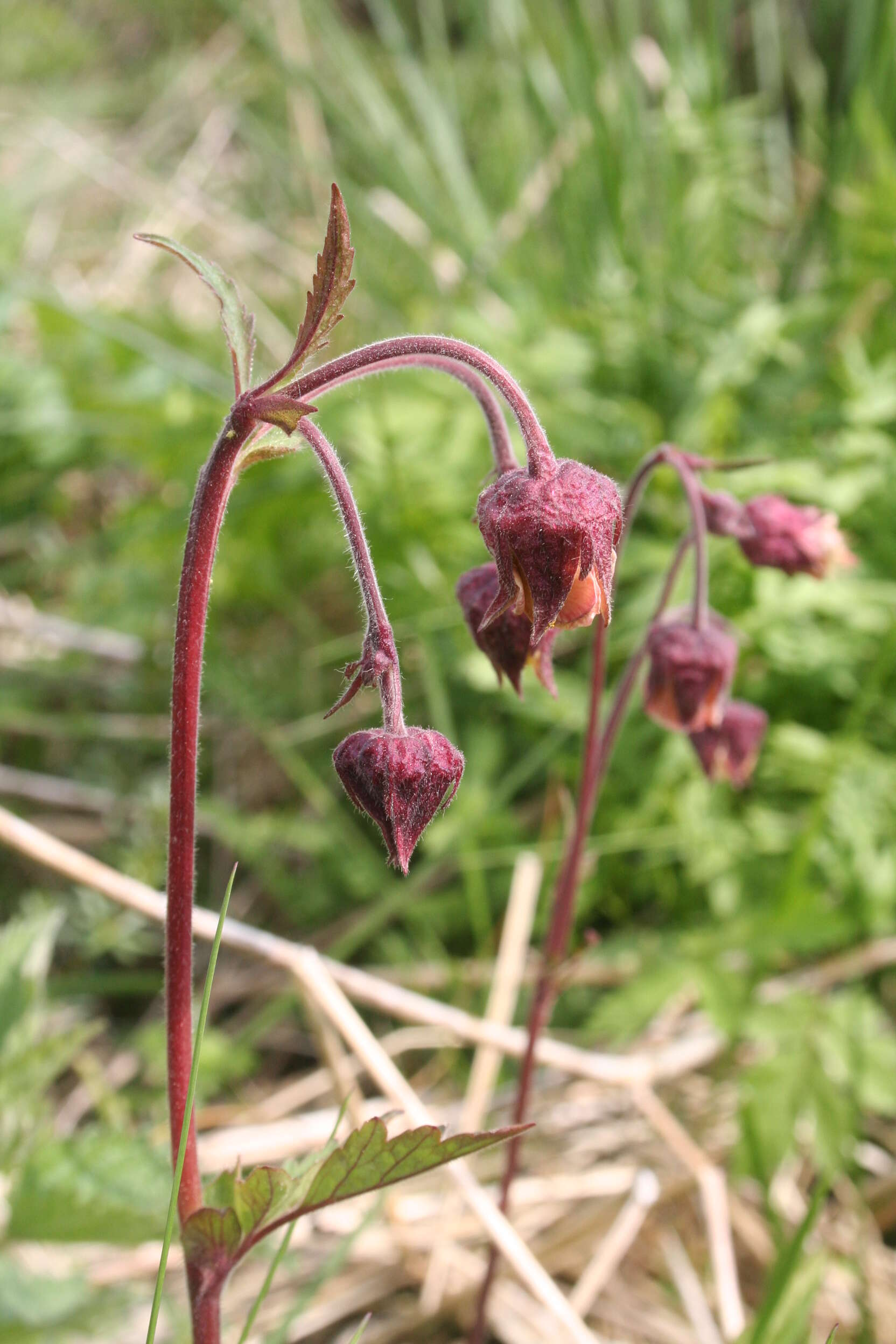 Image of Water Avens