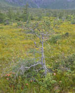 Image of American Larch