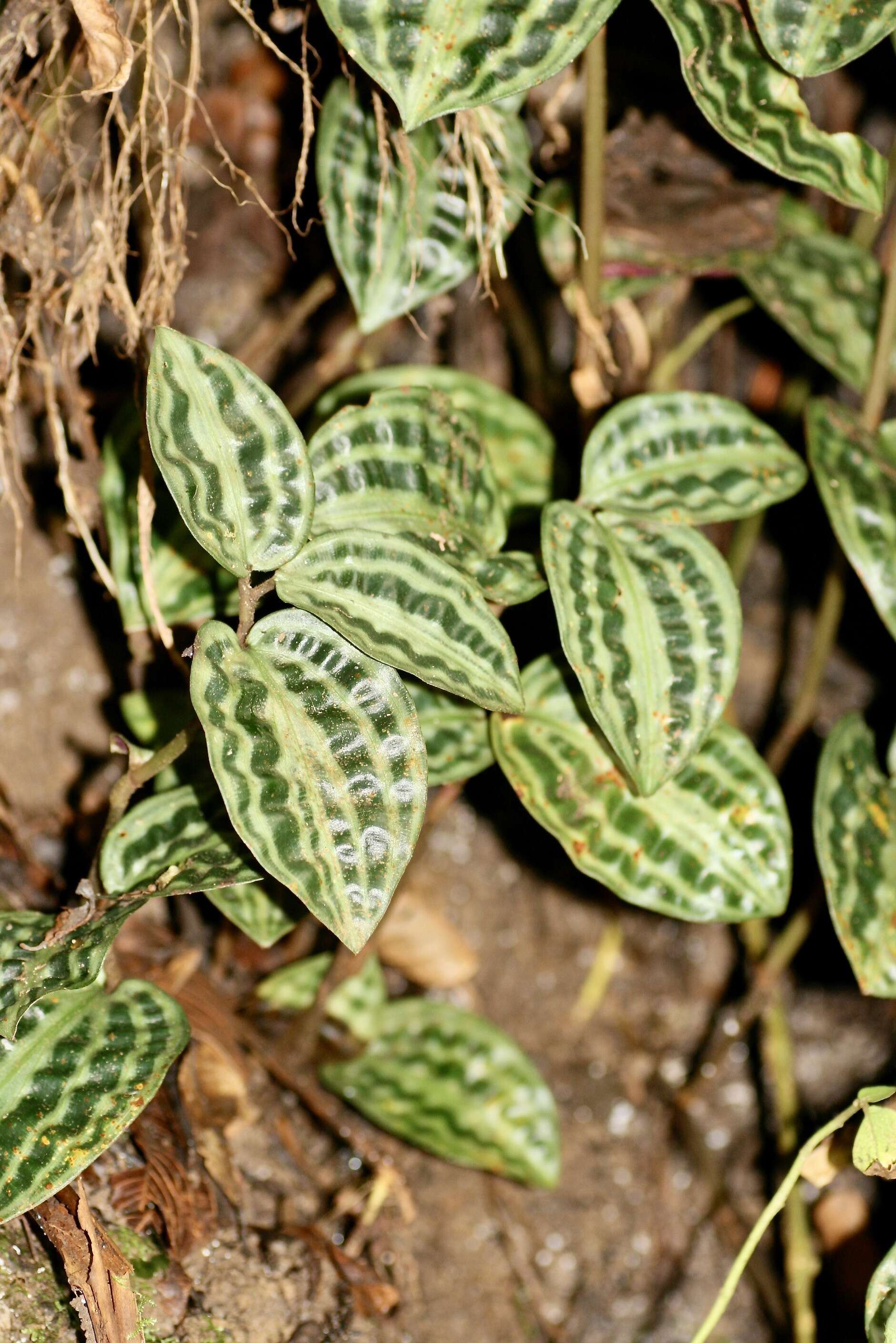 Image of Geogenanthus poeppigii (Miq.) Faden