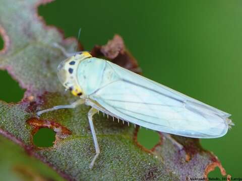 Image of Cicadella viridis (Linnaeus 1758)