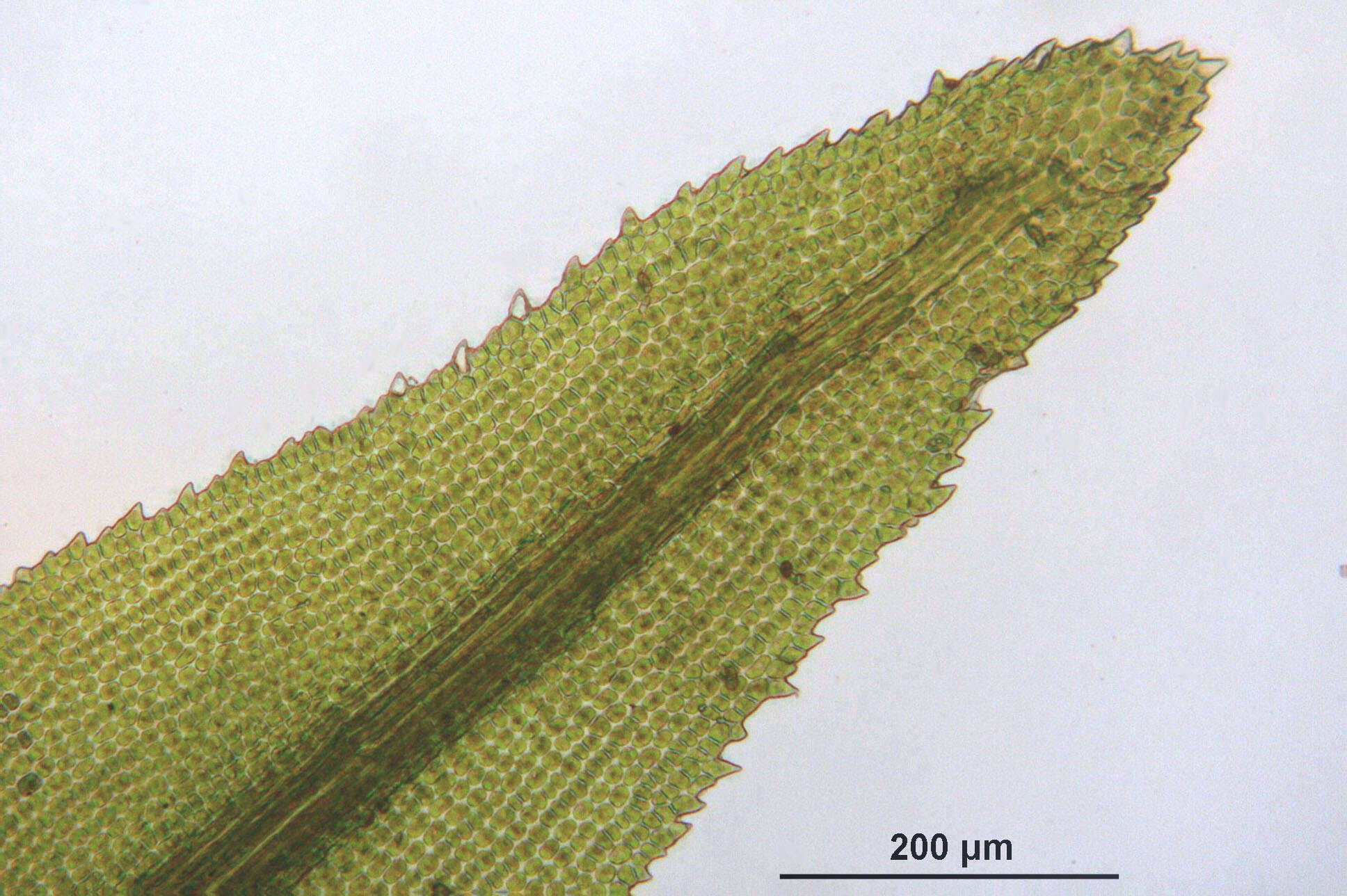 Image of dichodontium moss