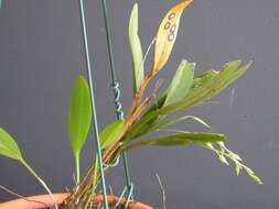 Imagem de Acianthera gracilis (Barb. Rodr.) F. Barros & L. R. S. Guim.