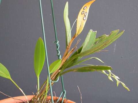 Image of Acianthera gracilis (Barb. Rodr.) F. Barros & L. R. S. Guim.