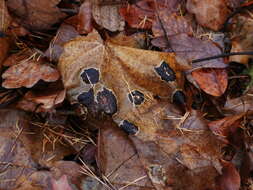 Image of European tar spot