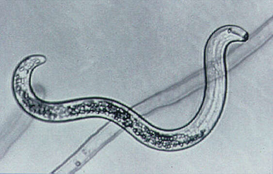 Pratylenchus penetrans resmi