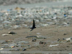 Image of Hirundo Linnaeus 1758