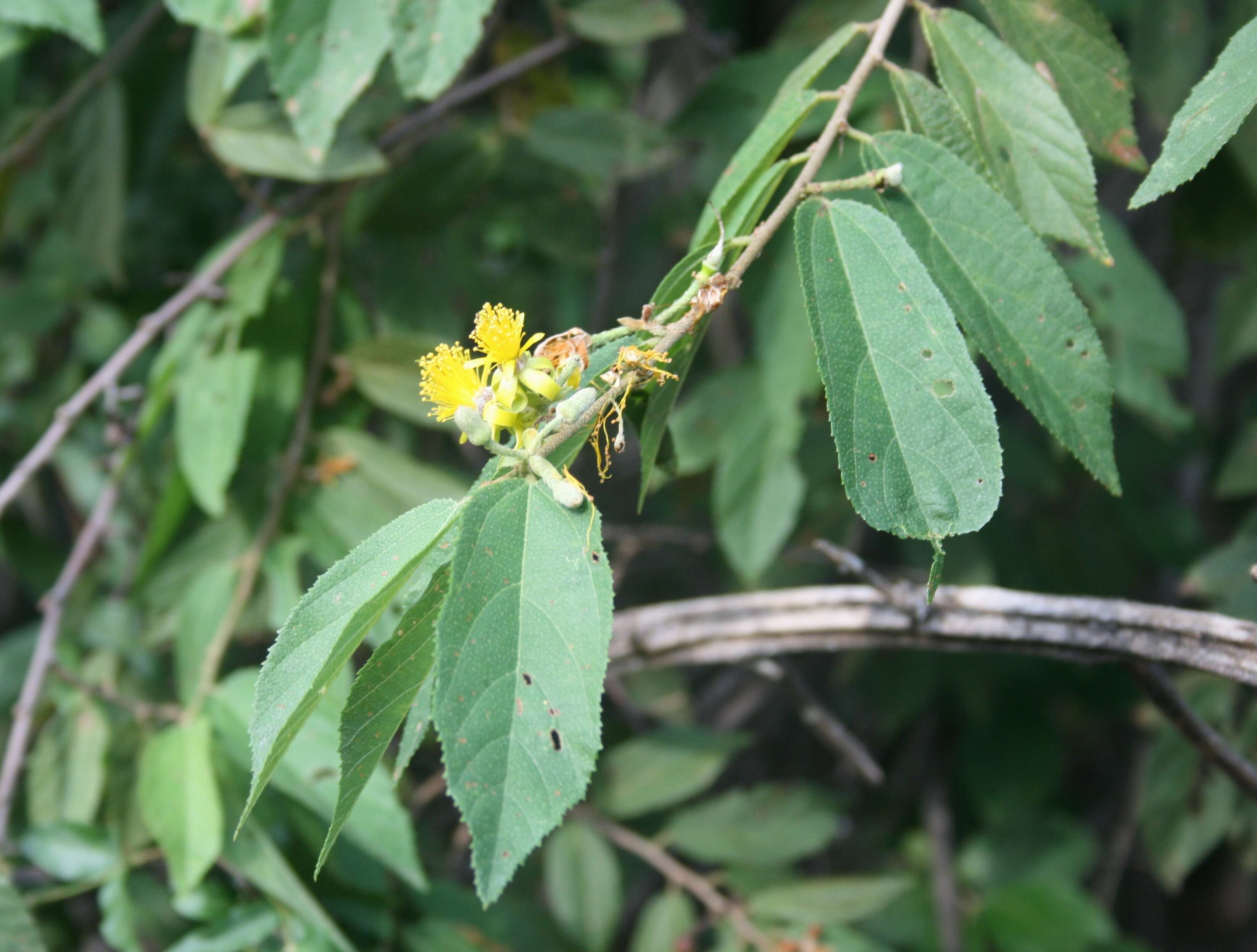 Image de Grewia flavescens Juss.