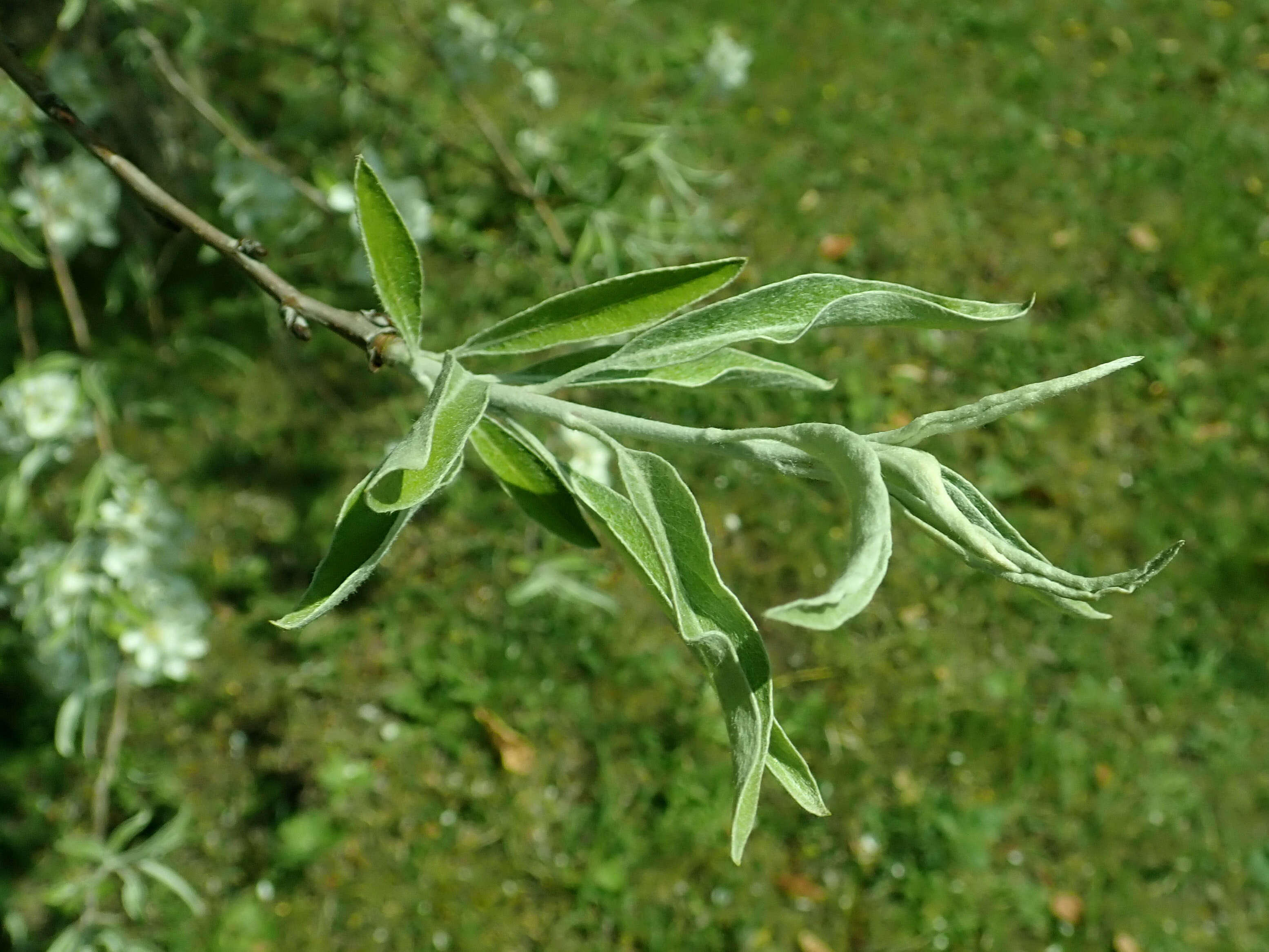 Plancia ëd Pyrus salicifolia Pall.