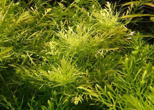 Image of Water-Wisteria