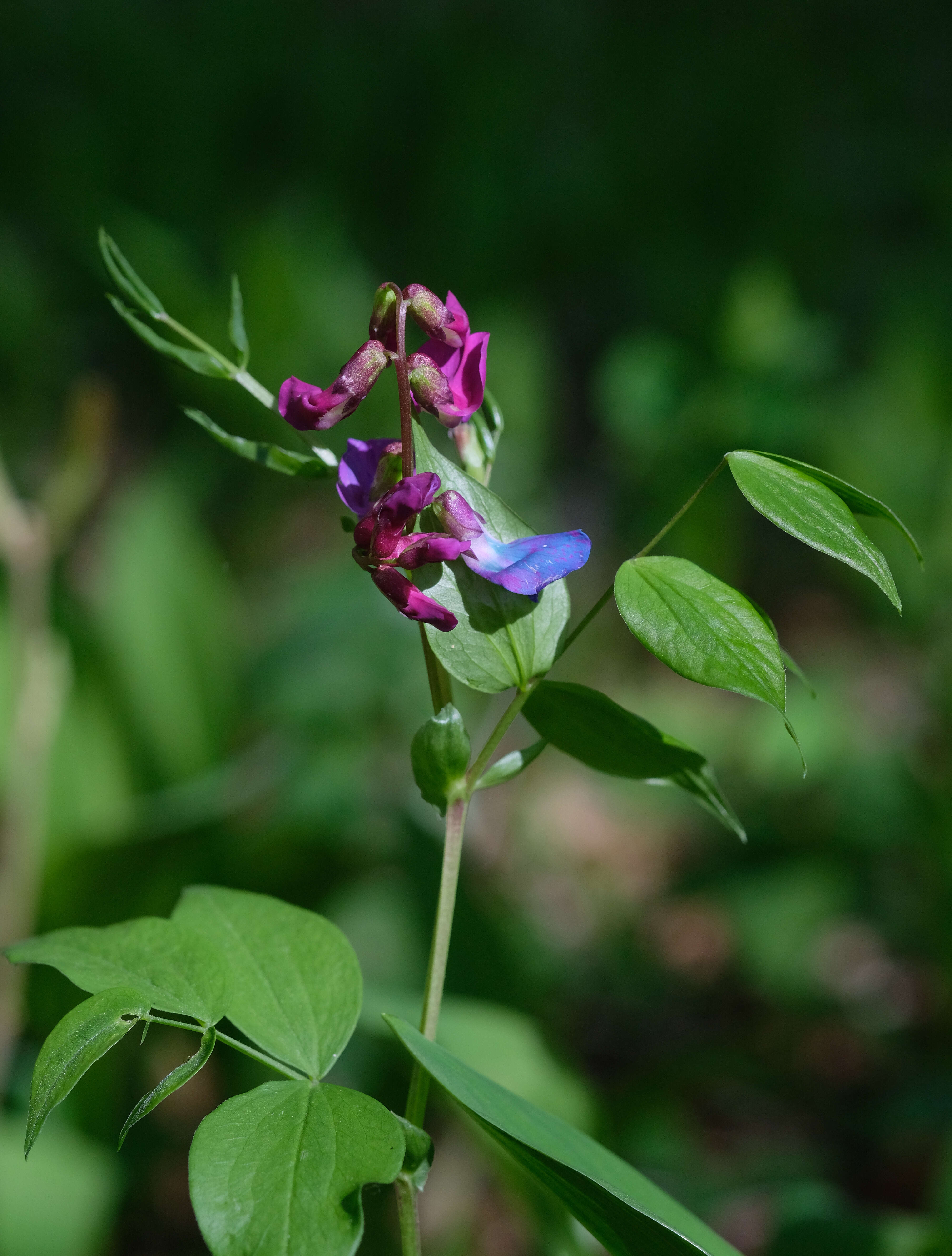 Image of spring pea