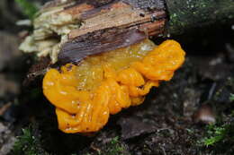 Image of Witches butter