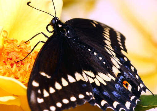 Image of Black Swallowtail