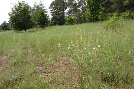 Image of Blue flax