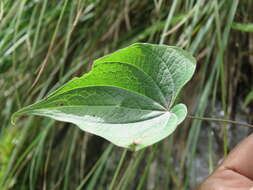 صورة Dioscorea deltoidea Wall. ex Griseb.