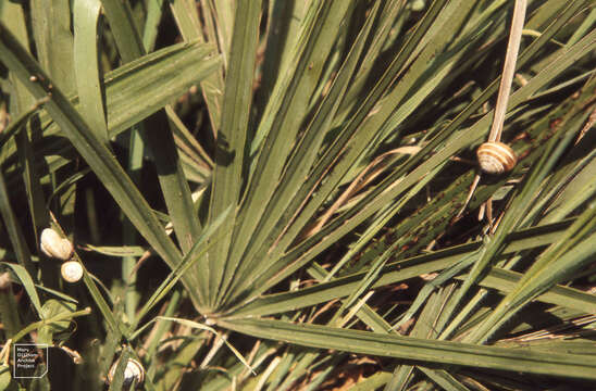 Image of Mediterranean Coastal Snail