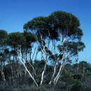 Image of Eucalyptus cooperiana F. Müll.