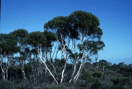 Image of Eucalyptus cooperiana F. Müll.