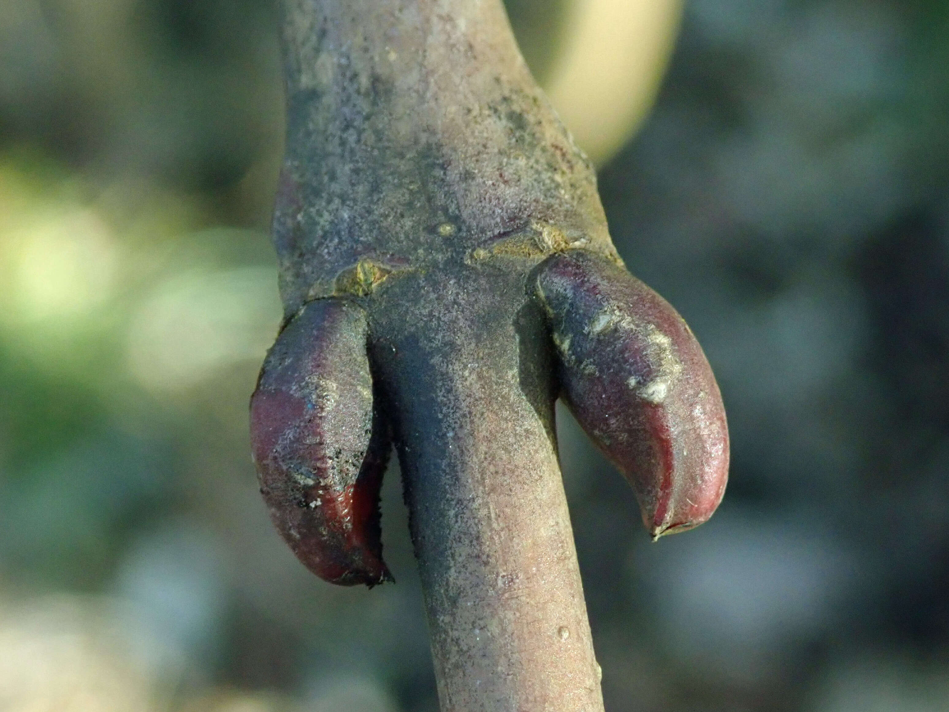 Image of Staphylea colchica Stev.