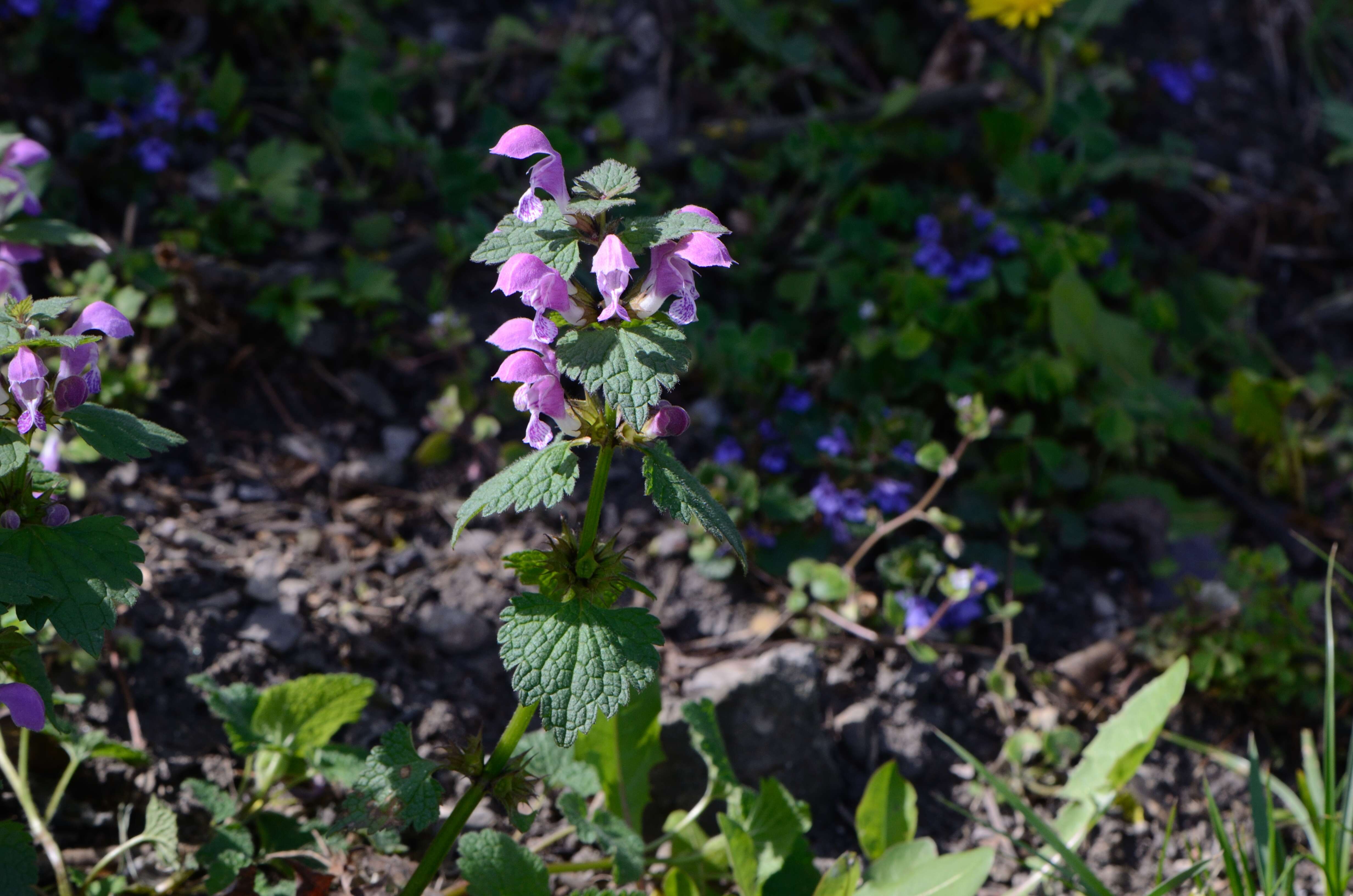 Image of spotted dead-nettle