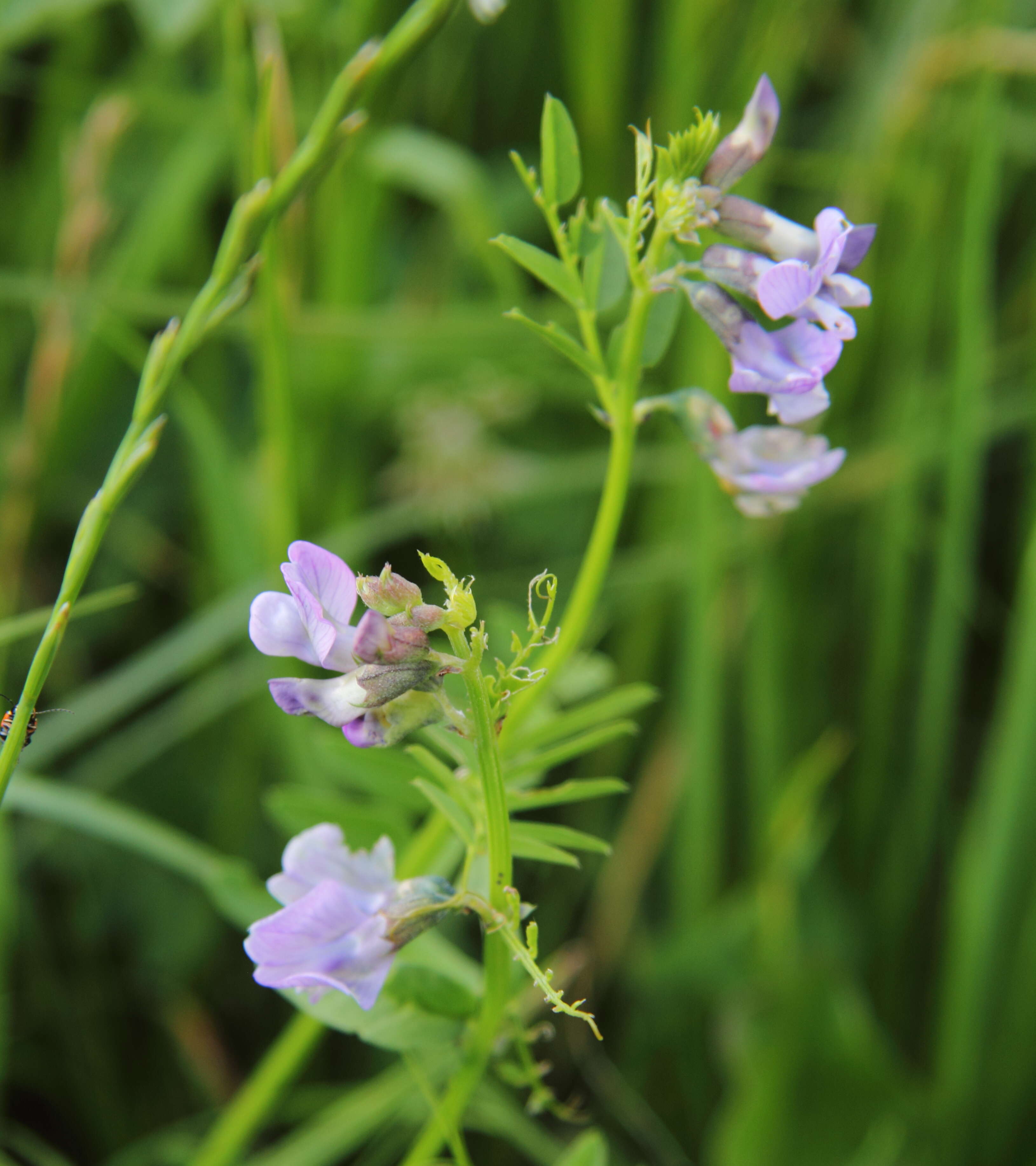 Image of bush vetch