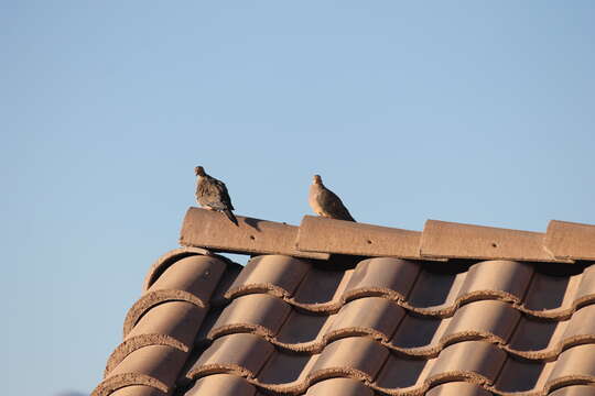 Image of American Mourning Dove