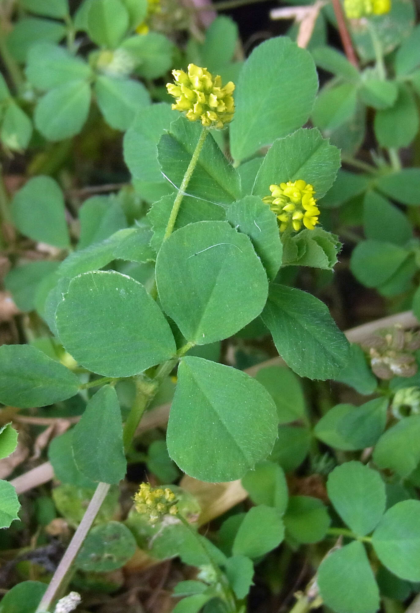 Image of black medick