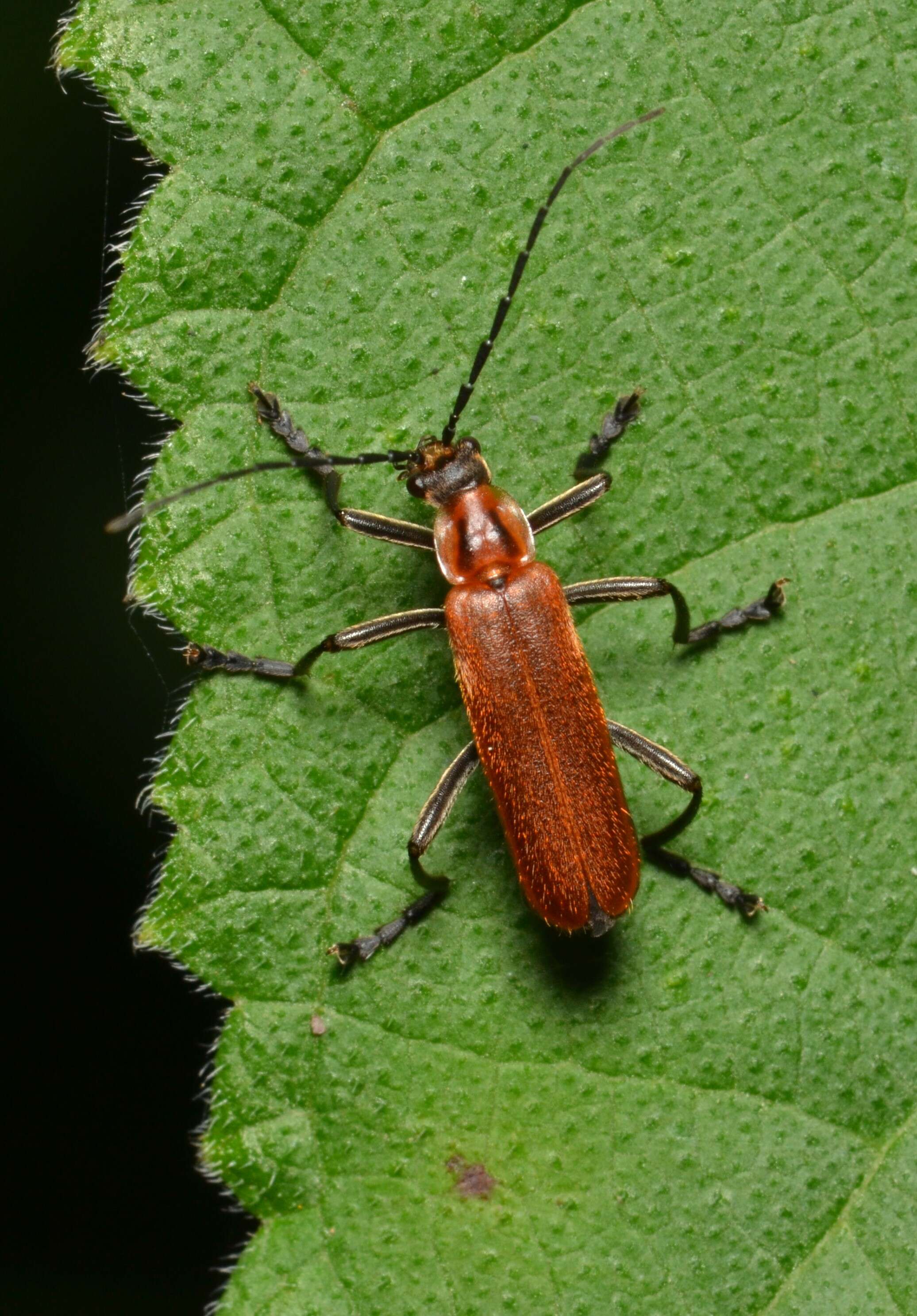 Image of Rhagonycha fulva