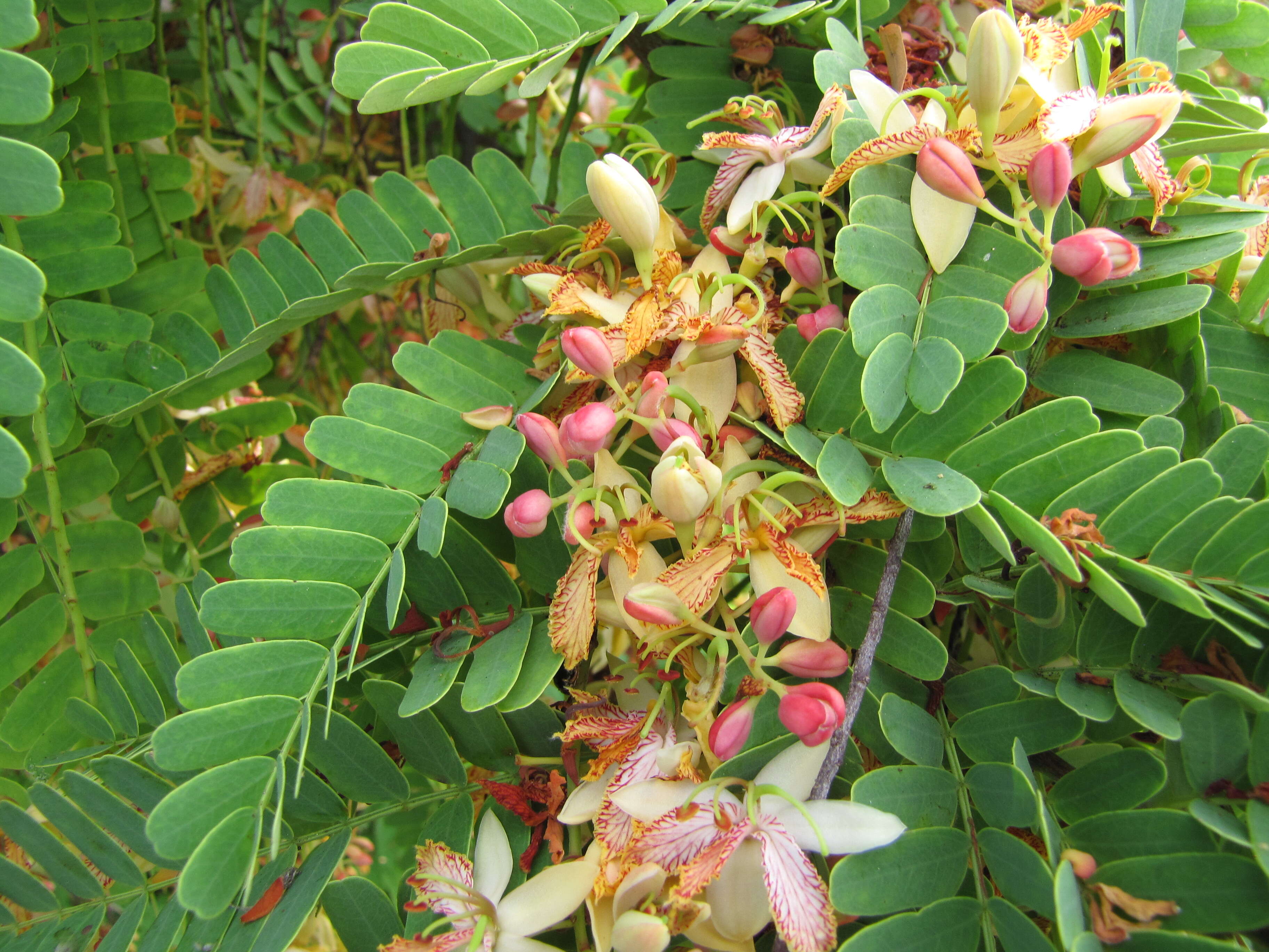 Image of tamarind