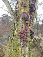 Image of ear fungus