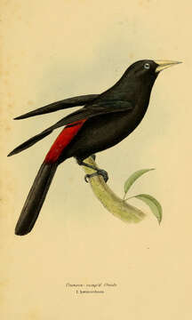 Image of Red-rumped Cacique