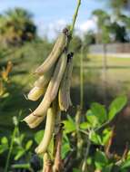 صورة Crotalaria pallida Aiton