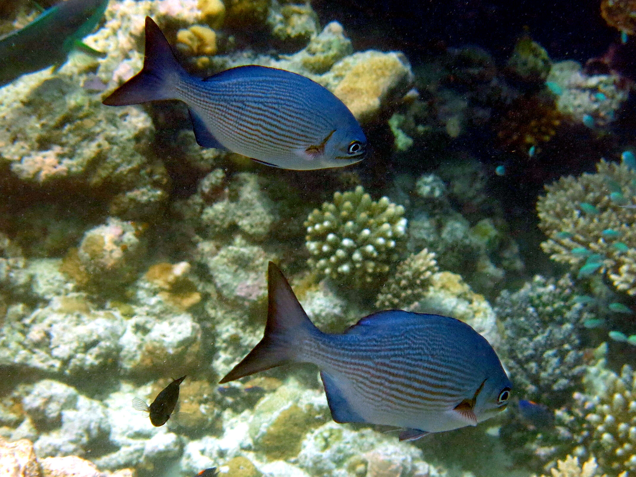 Image of Brown Chub