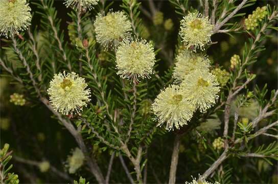 Image de Melaleuca pustulata Hook. fil.