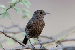 Image of Pied Bush Chat