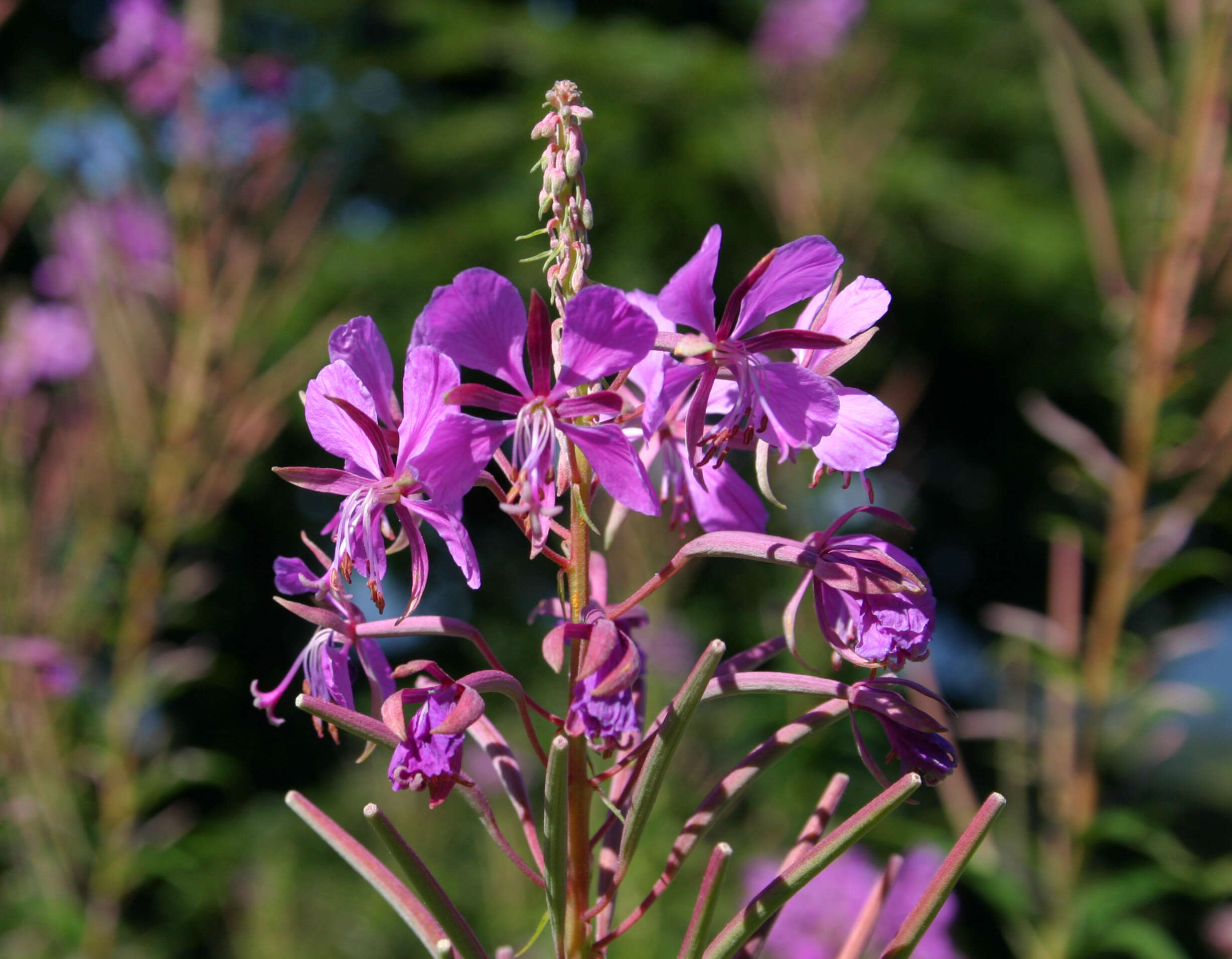 Image of Narrow-Leaf Fireweed