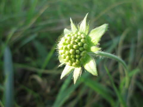 Image of dove pincushions