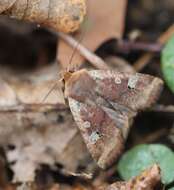 Image of red-headed chestnut