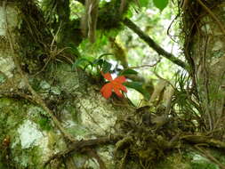 Image of Scarlet Cattleya