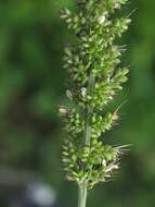 Image of bristly foxtail