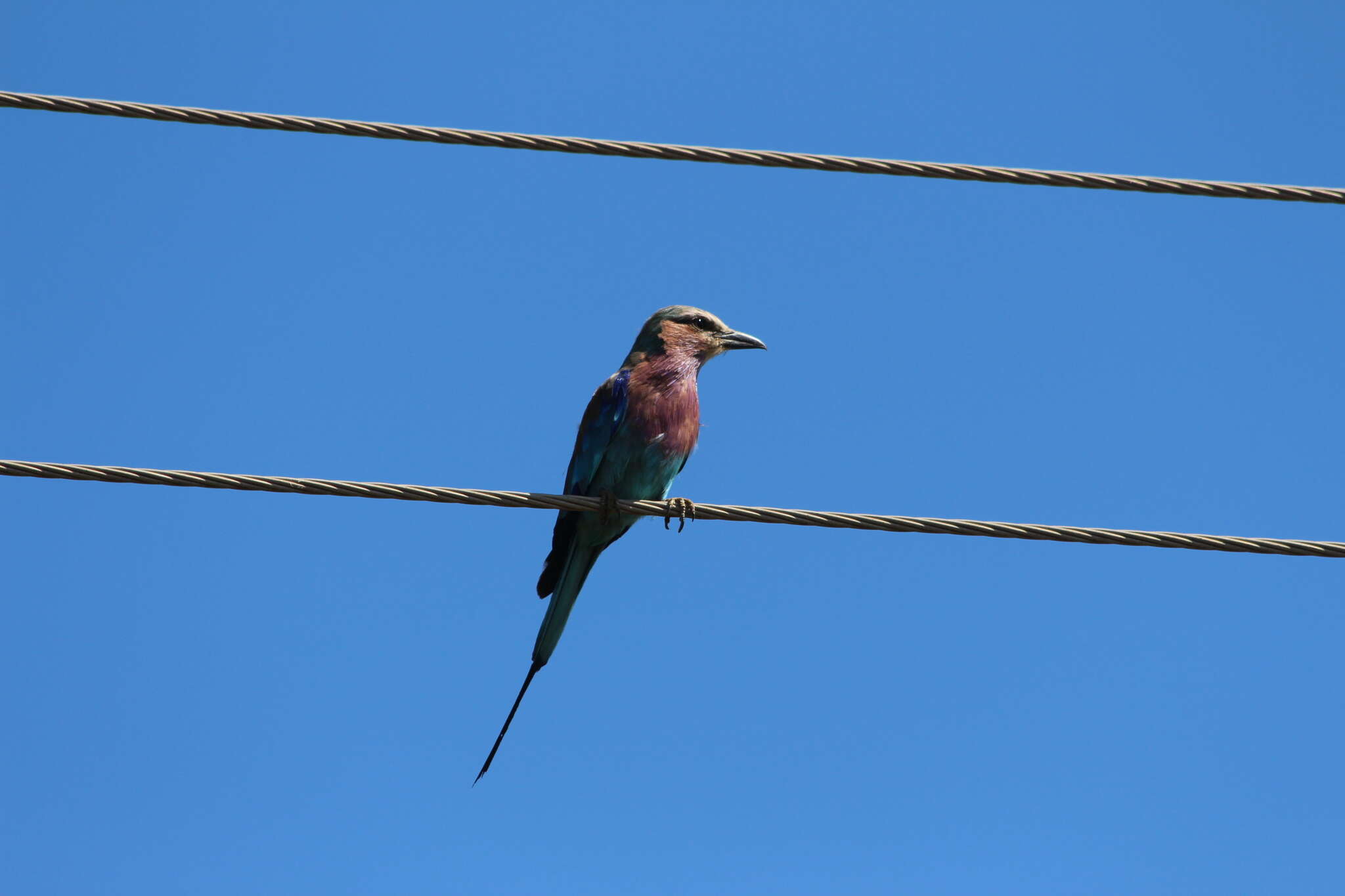 Image of Lilac-breasted Roller