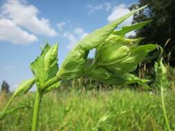 Image of Cabbage Thistle