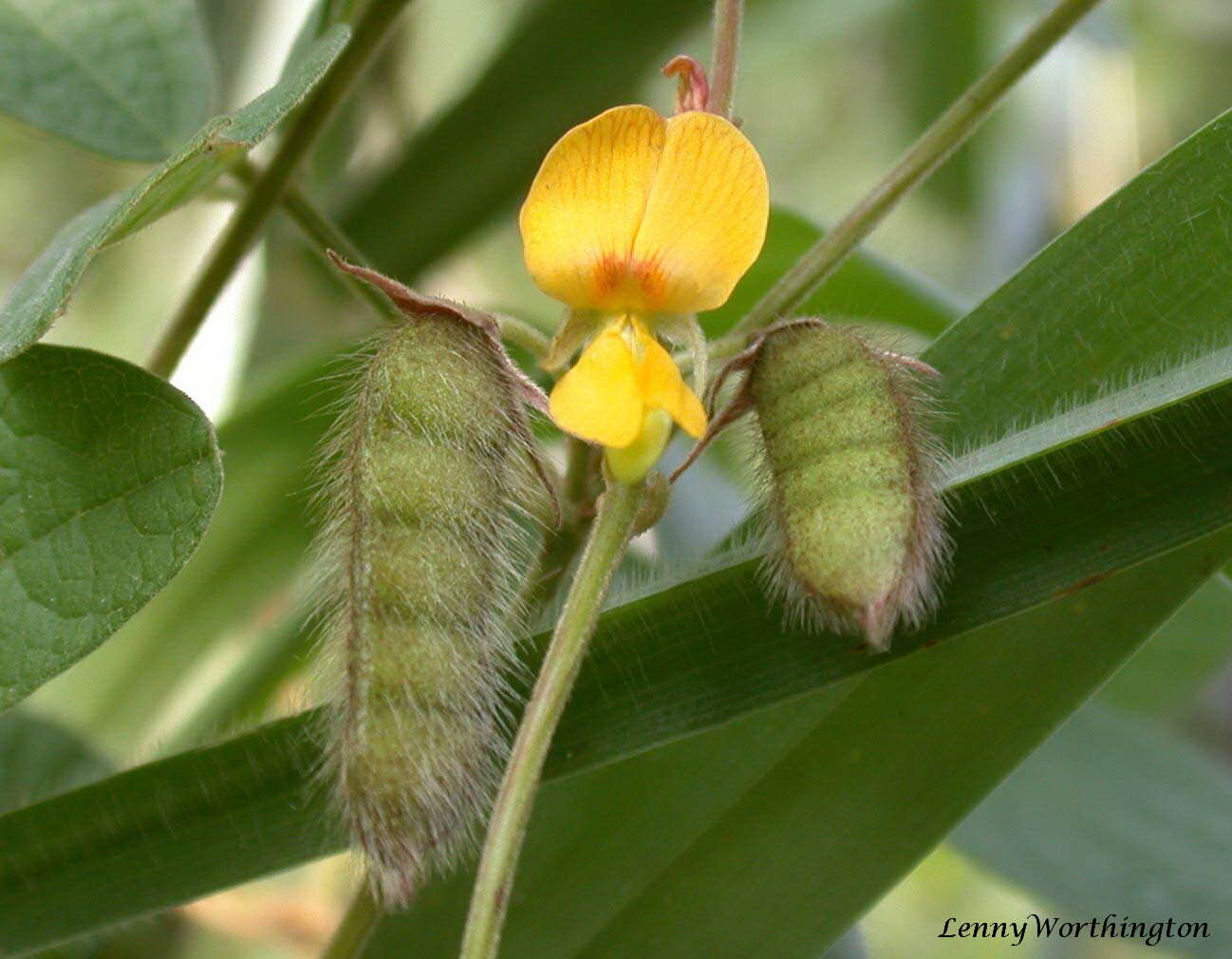 Sivun Cajanus scarabaeoides (L.) Thouars kuva