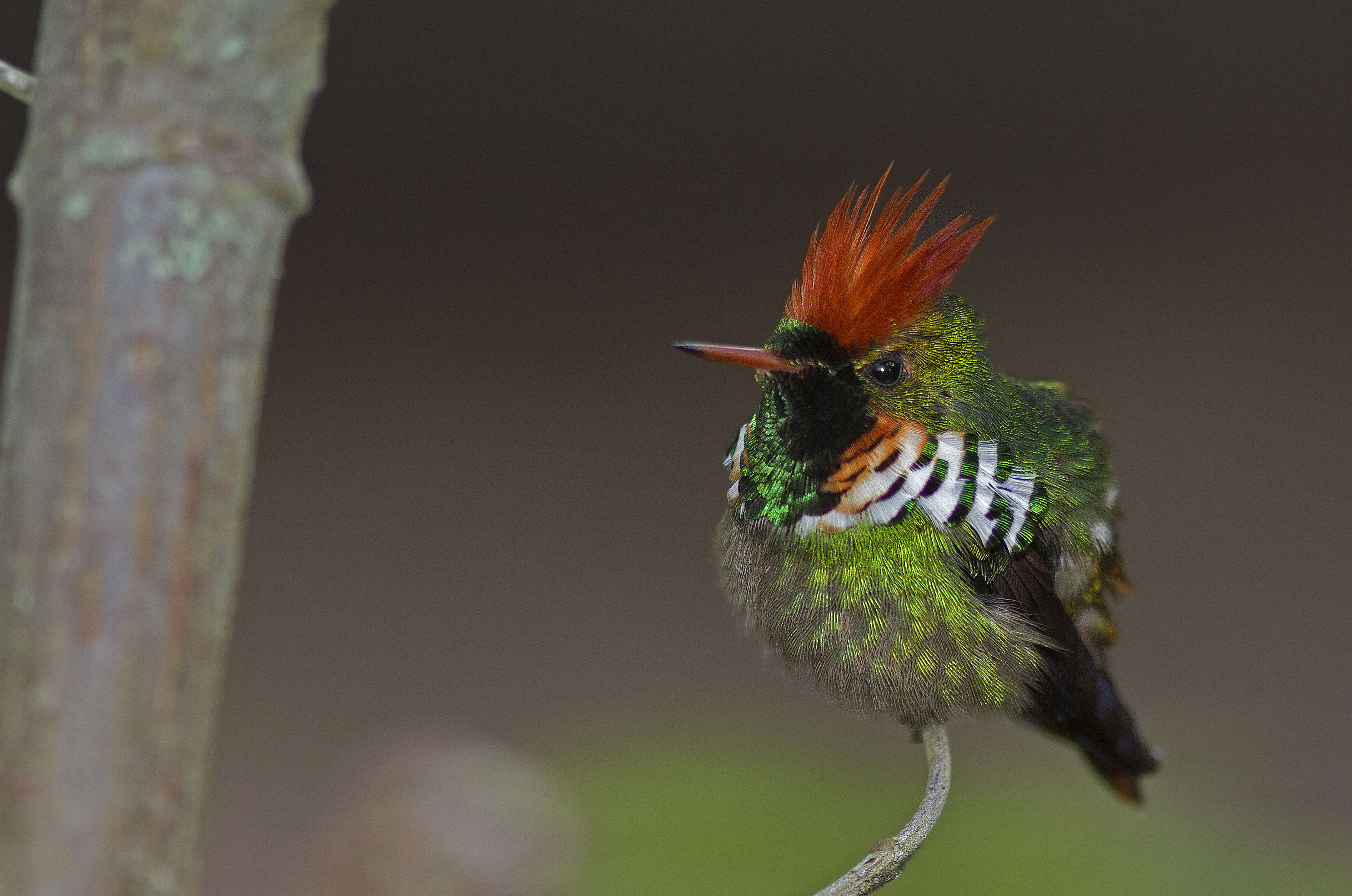 Lophornis magnificus (Vieillot 1817) resmi