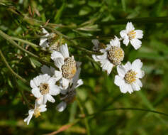 Image of Sneezeweed