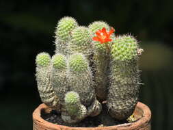 Image of Rebutia pulvinosa F. Ritter & Buining