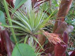 Image of Tillandsia globosa Wawra